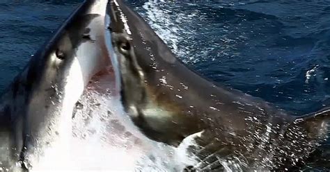 Shark Fight Betway
